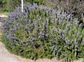 Rosemarinus officinalis